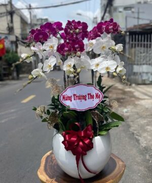 Lan Hồ Điệp - VF092