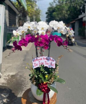 Lan Hồ Điệp - VF093