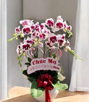 Lan Hồ Điệp - VF096