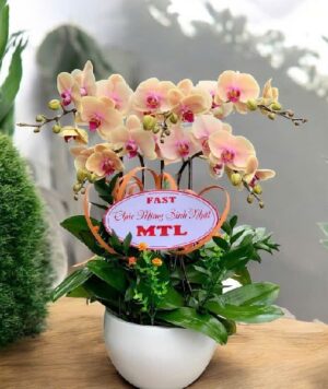 Lan Hồ Điệp - VF098