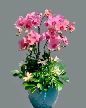 Lan Hồ Điệp - VF099