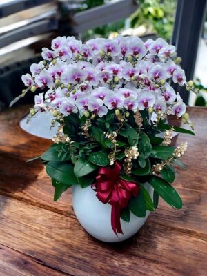 Lan Hồ Điệp - VF100