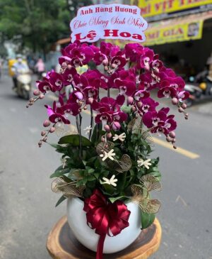 Lan Hồ Điệp - VF101