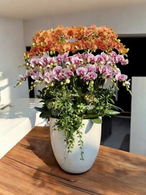 Lan Hồ Điệp - VF102