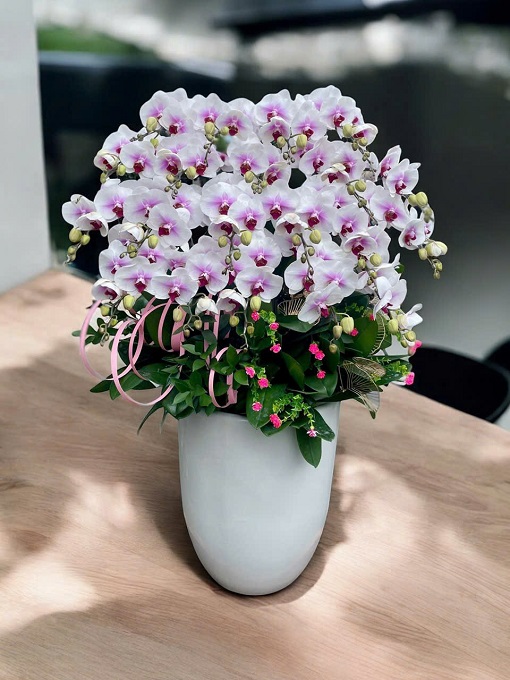 Lan Hồ Điệp - VF103