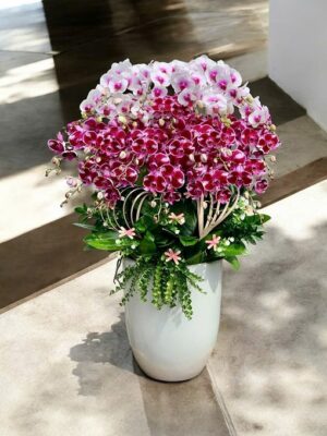 Lan Hồ Điệp - VF104