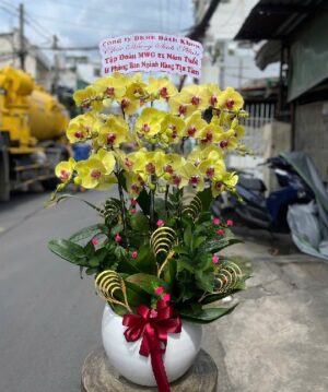 Lan Hồ Điệp - VF105