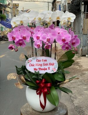 Lan Hồ Điệp - VF106