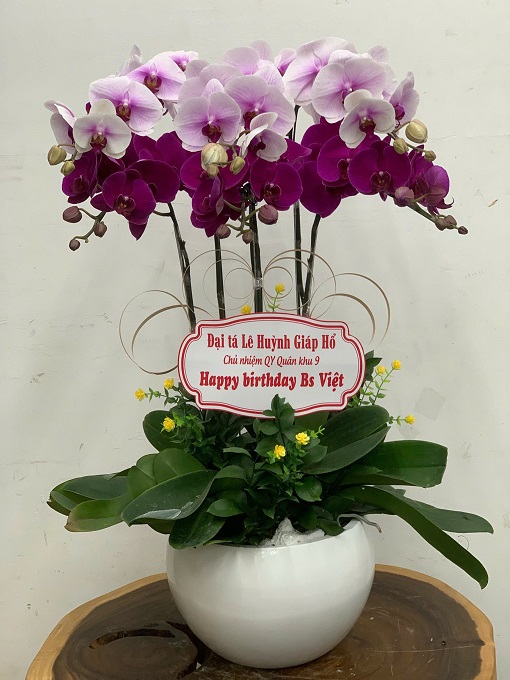 Lan Hồ Điệp - VF107