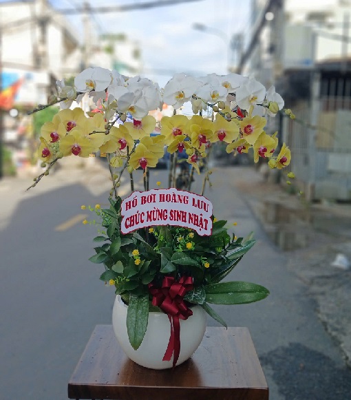 Lan Hồ Điệp - VF108