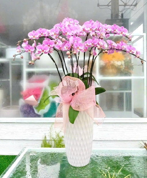 Lan Hồ Điệp - VF109