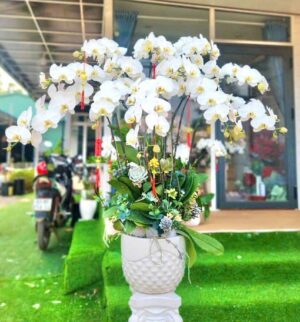 Lan Hồ Điệp - VF110