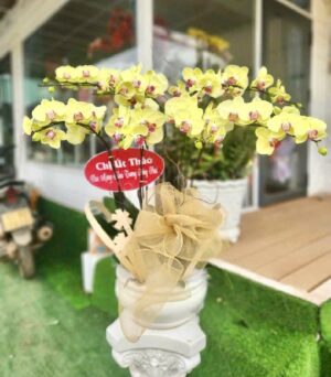 Lan Hồ Điệp - VF111